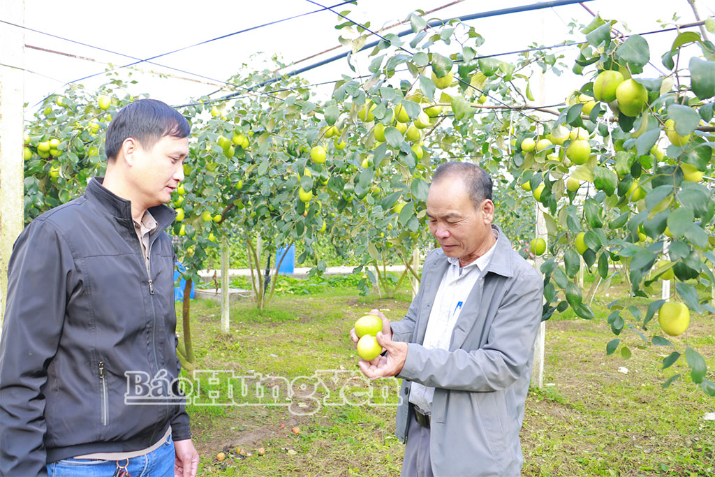Hưng Yên: Hiệu quả từ trồng táo lê Đài Loan 