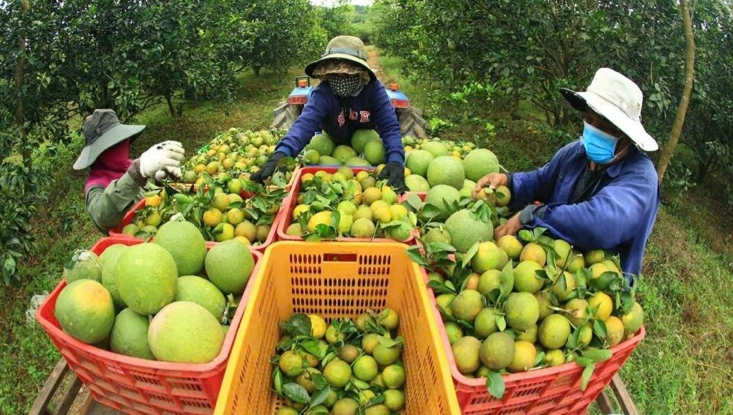 Nghịch lý nông sản Việt: Xuất khẩu dễ, bán trong nước lại khó