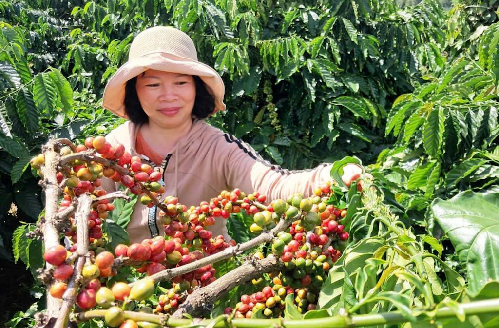 Đăk Hà vun bồi giá trị cho hạt cà phê vươn tầm