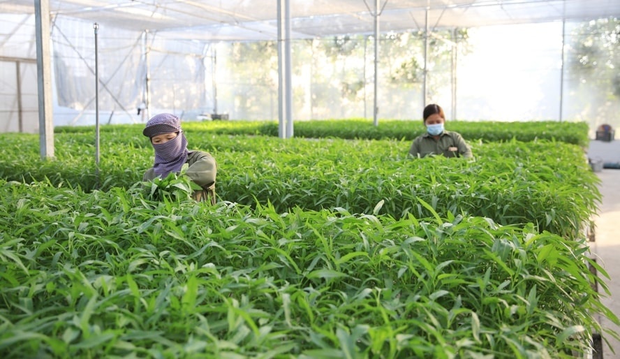 Vì sao chưa đến 1% diện tích rau đạt chuẩn VietGAP?