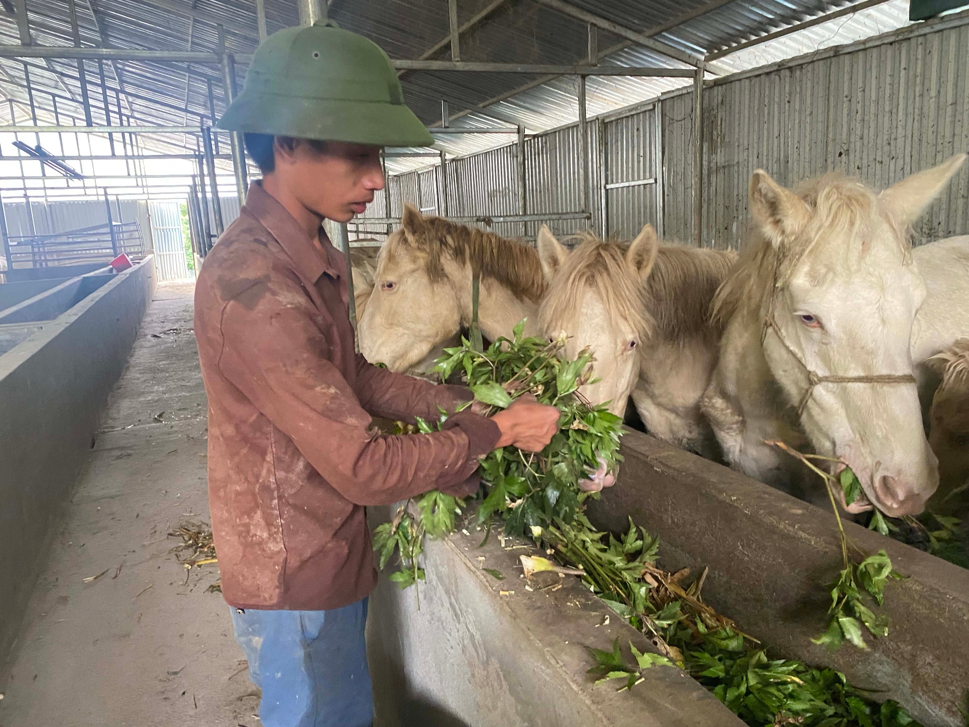 Lai Châu: Hướng phát triển kinh tế mới