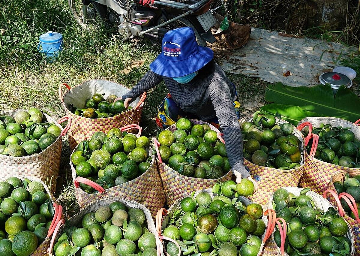 Hợp tác xã từ sản xuất 'mơ hồ' đến minh bạch nhờ bản đồ nông sản số