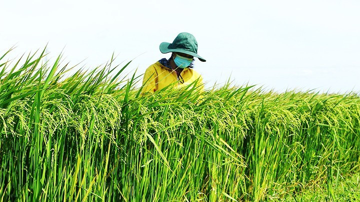 Chuỗi giá trị xanh: Hướng đi chiến lược của nông nghiệp hiện đại