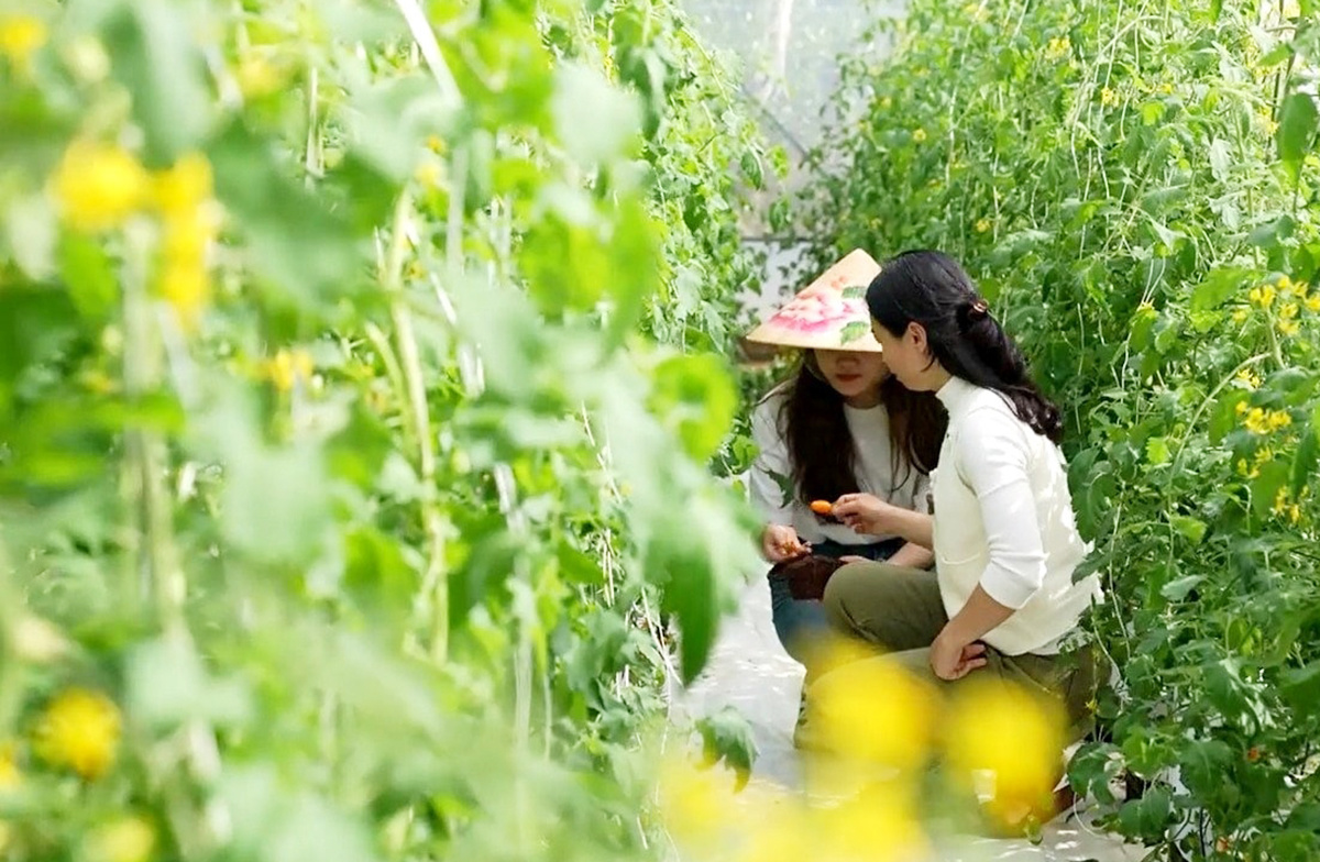 Làm giàu từ nông nghiệp chuỗi ở Đà Nẵng