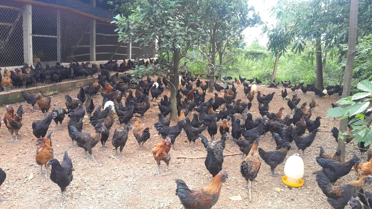 Hợp tác xã mong được hỗ trợ nhiều hơn để tăng ứng dụng minh bạch quá trình chăn nuôi
