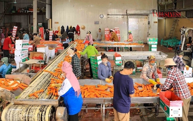 Cà rốt, hành vào mùa vàng, doanh nghiệp ngoại đặt cọc, hợp tác xã ở Hải Phòng tất bật thu hoạch