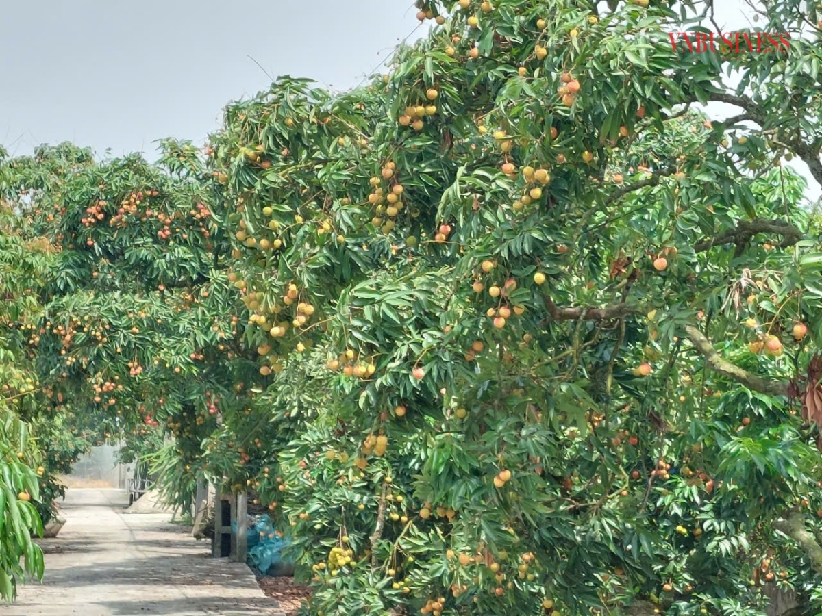 Hợp tác xã trồng vải Hải Phòng nâng cao chất lượng đặc sản