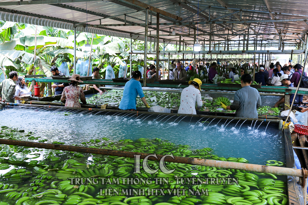 Thành phố Hồ Chí Minh tìm giải pháp phát triển kinh tế tập thể nông nghiệp