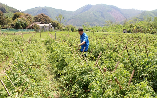 Thúc đẩy hợp tác xã thanh niên khởi nghiệp ở nông thôn