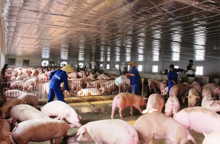 Hà Nội: Phát huy vai trò của hợp tác xã