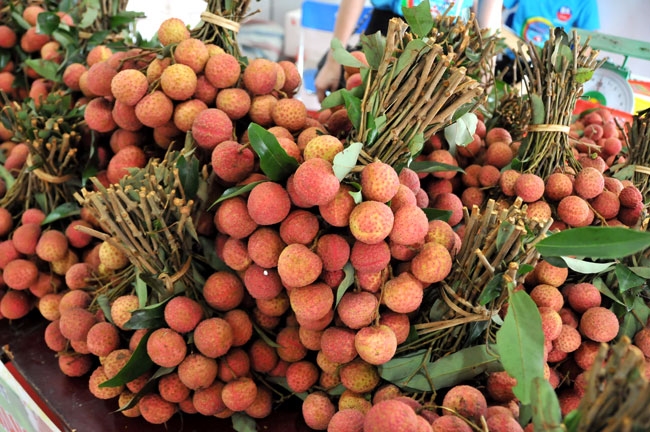 Thúc đẩy xuất khẩu vải tươi lần đầu tiên sang Nhật Bản