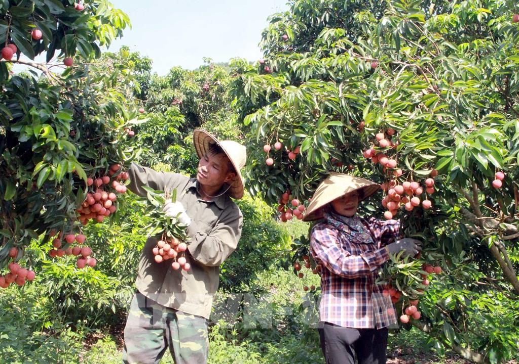 Phó chủ tịch Liên minh Hợp tác xã Việt Nam Nguyễn Mạnh Cường: Đưa ra nhiều giải pháp để hỗ trợ cho các hợp tác xã, thành viên hợp tác xã