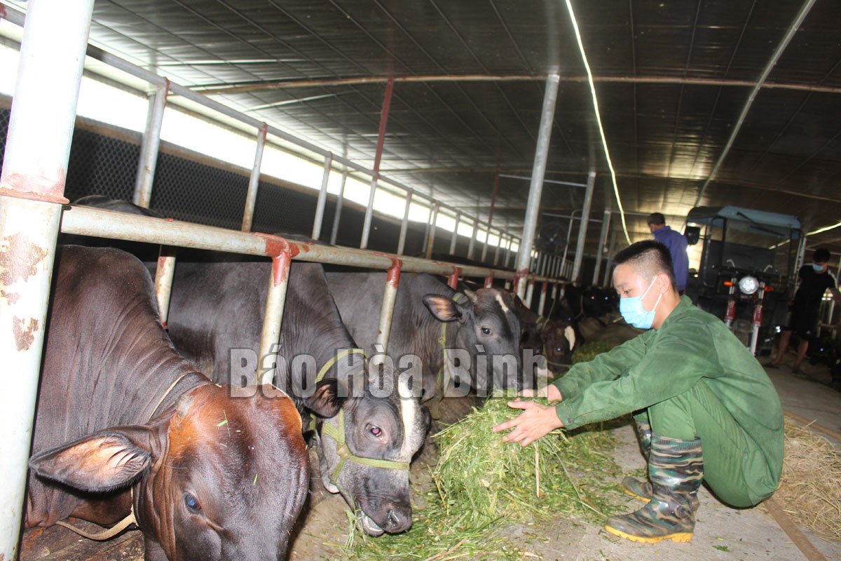 Huyện Lương sơn(Hòa Bình): Hợp tác xã linh hoạt thích ứng trong tình hình mới