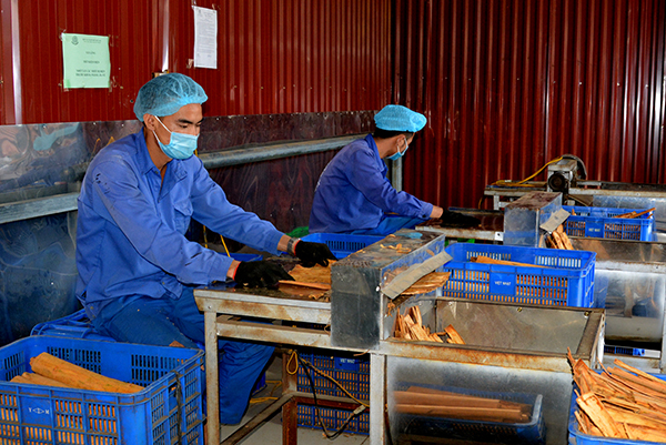 Kinh tế hợp tác xã Yên Bái nỗ lực vượt khó