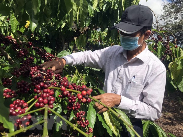 Tổ chức sản xuất vùng nguyên liệu phát triển bền vững ngành càphê