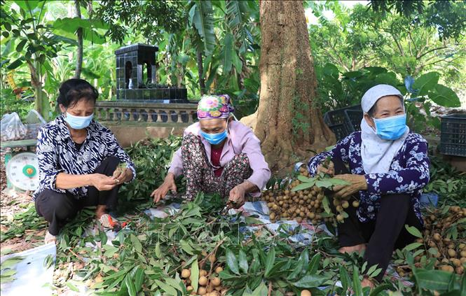 Trăn trở mùa nhãn chín - Bài 1: Điệp khúc 'cao hơn năm trước'