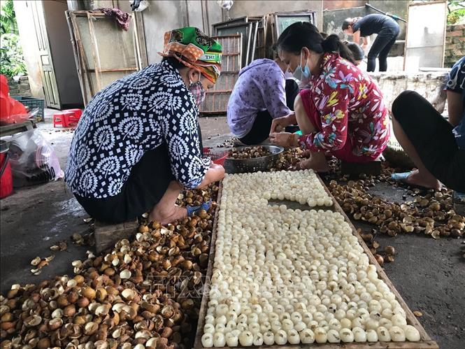 Trăn trở mùa nhãn chín - Bài 2: 'Lấy công làm lỗ' 
