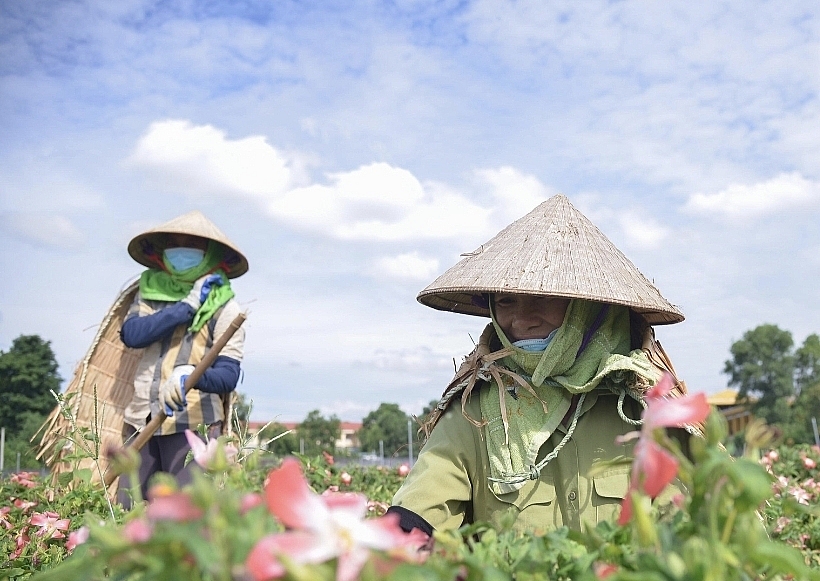 Gỡ khó cho hợp tác xã trong mùa dịch