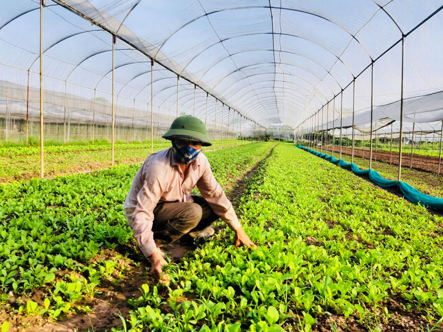 Nắm bắt thực trạng của các hợp tác xã kịp thời tháo gỡ khó khăn là điều quan trọng nhất lúc này