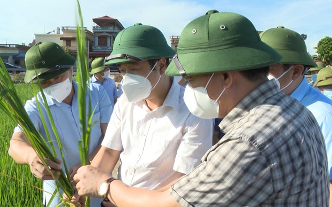 Phát triển mô hình hợp tác xã kiểu mới: Nhìn từ thực tiễn tỉnh Thái Bình