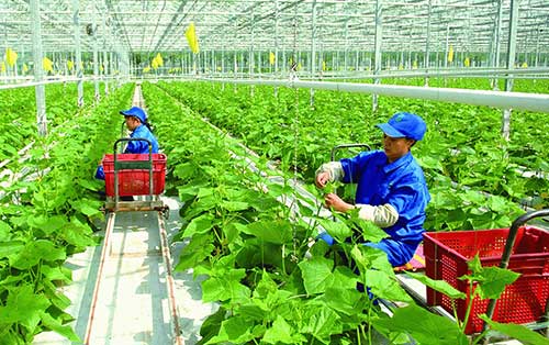 Giải pháp nâng cao hiệu quả liên kết giữa hợp tác xã và doanh nghiệp trong sản xuất, chế biến và tiêu thụ nông sản
