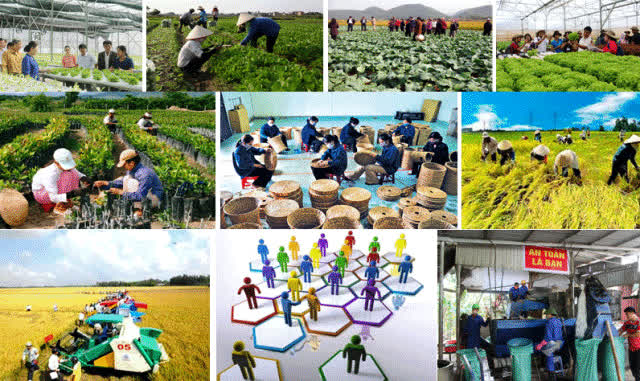 Đã cho vay 11.059 lượt HTX, 2.200 THT và khu vực nông nghiệp chiếm 68%, phi nông nghiệp chiếm 32%