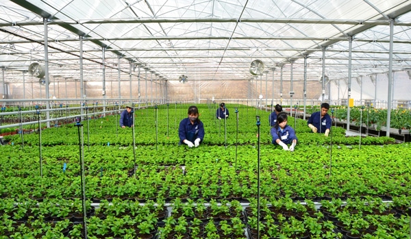 8 nhóm nhiệm vụ giải pháp trọng tâm để thúc đẩy phát triển KTTT, HTX trong thời gian tới