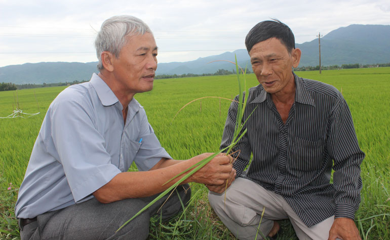 Phú Yên: Khi hợp tác xã gắn bó với nông nghiệp, nông dân, nông thôn