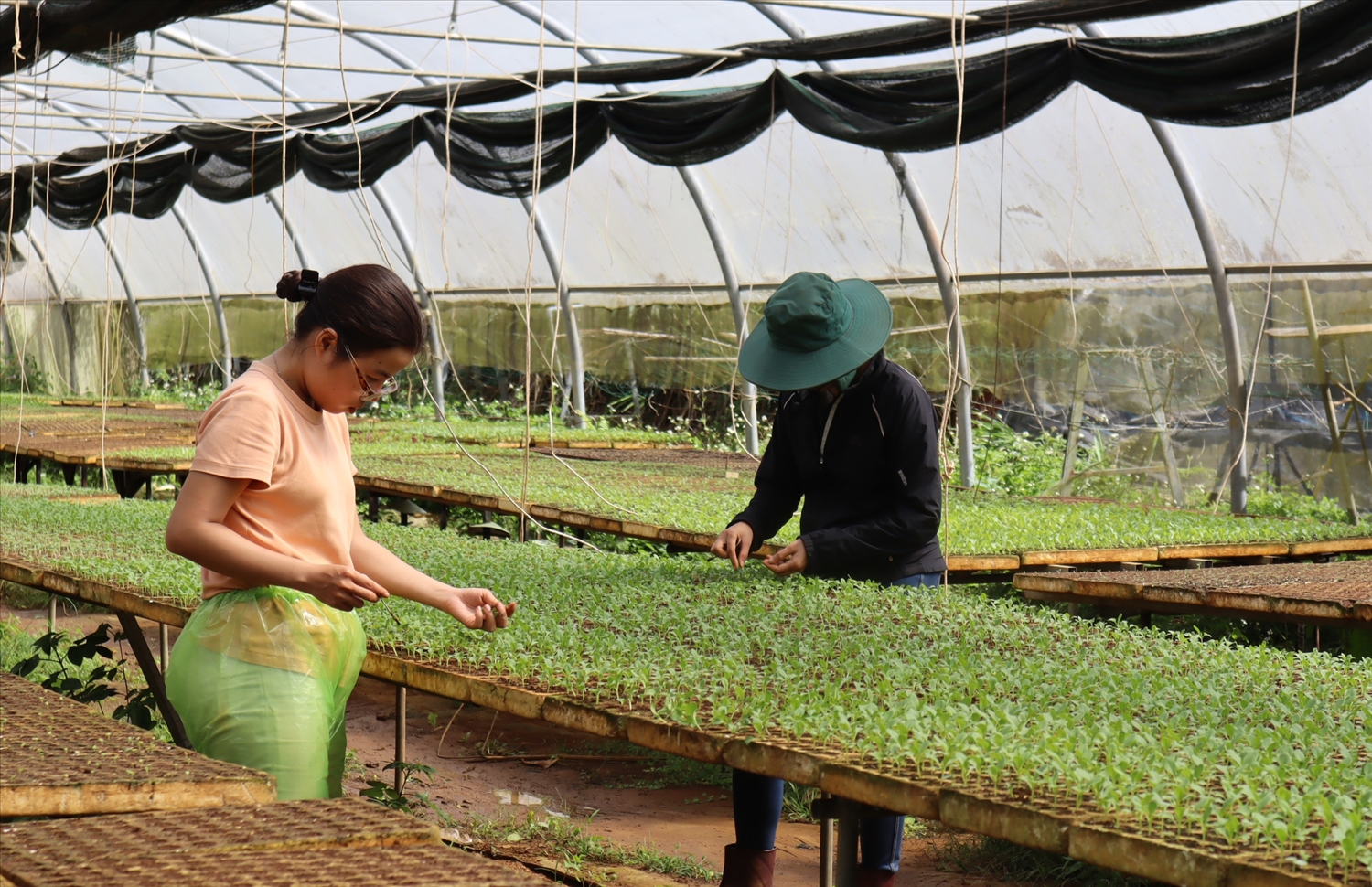Kon Tum: Nhiều hợp tác xã được thành lập và hoạt động hiệu quả