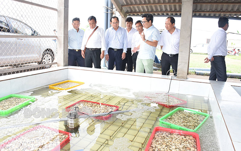 Nâng cao giá trị, phát triển bền vững cho ngành nghêu
