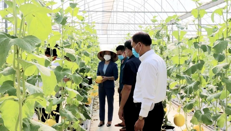 Hà Nội đẩy mạnh mô hình liên kết chuỗi trong nông nghiệp