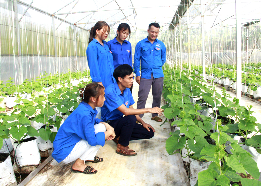 Thanh niên Vị Xuyên sáng tạo, khởi nghiệp