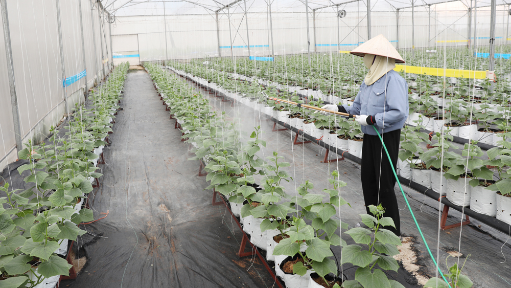 Hỗ trợ tích tụ ruộng đất: Thúc đẩy phát triển HTX nông nghiệp