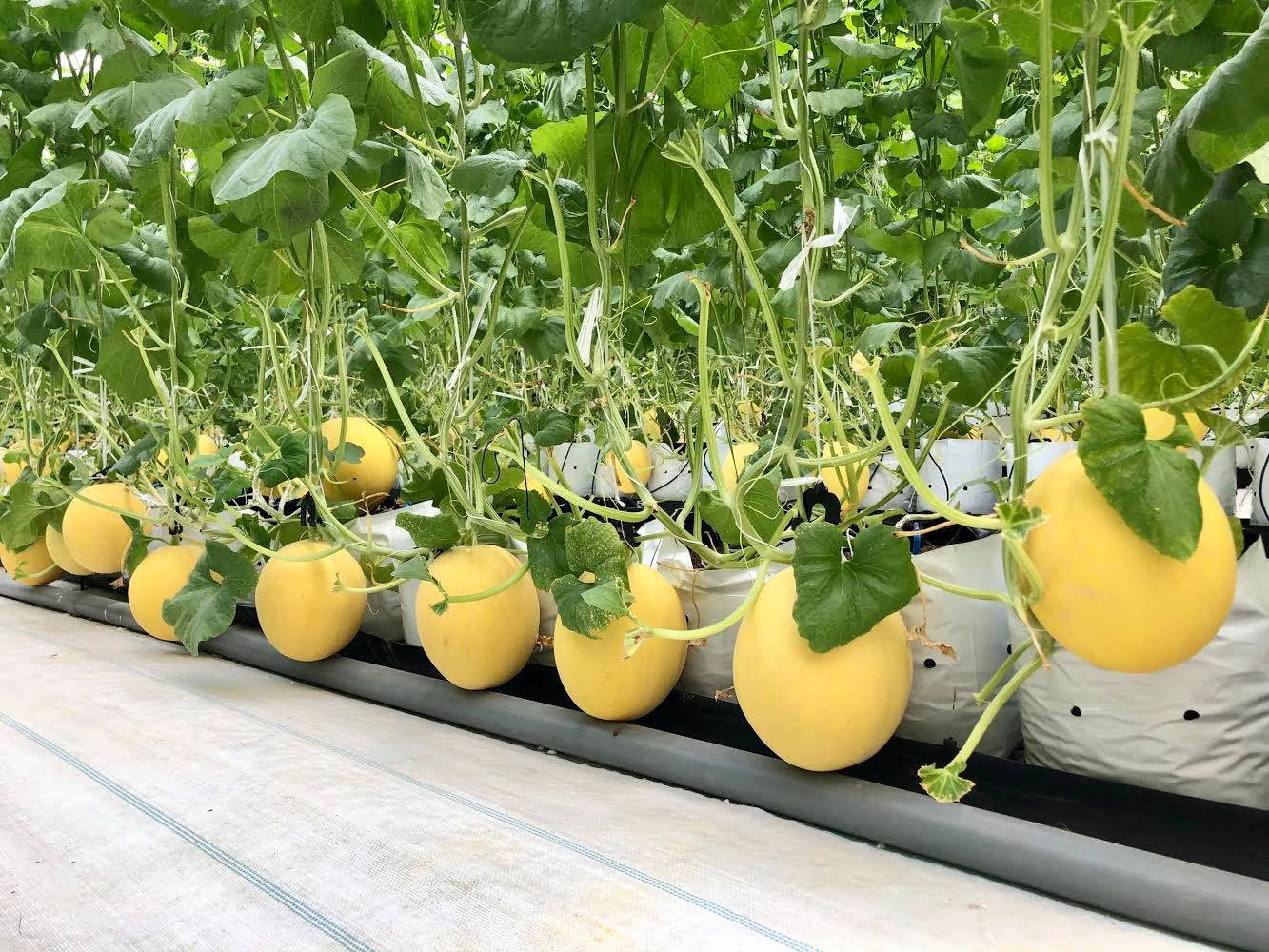 Lan toả chuyển đổi số tại hợp tác xã