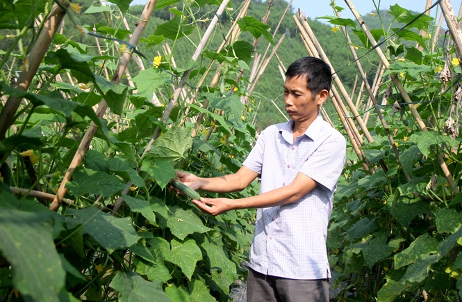 Giám đốc của nông dân