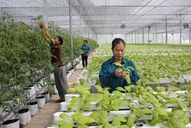 Năm mới nhận diện Hợp tác xã kiểu mới
