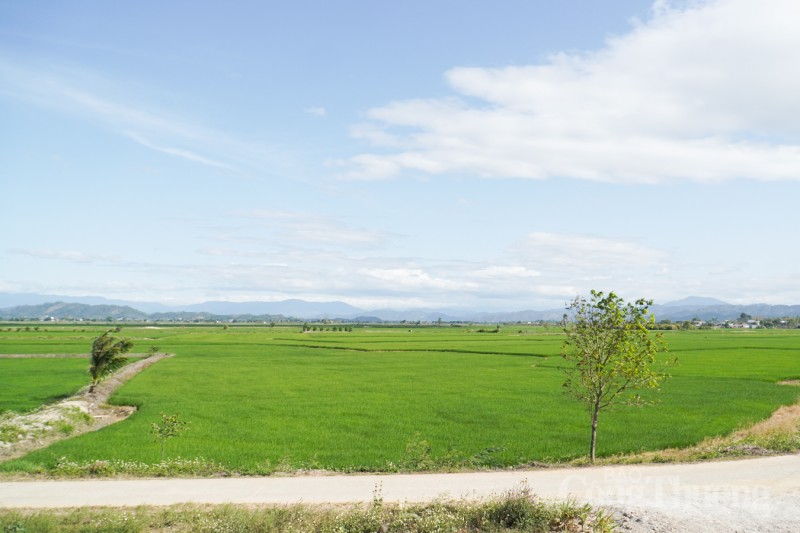 Xây dựng thương hiệu, nâng tầm lúa gạo Krông Nô