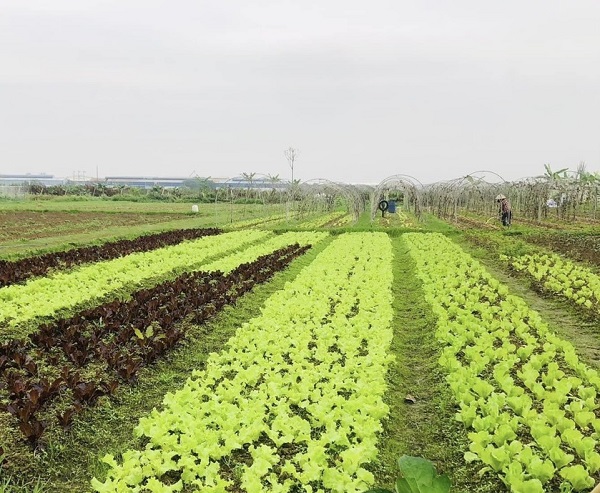 Phát triển mô hình thanh niên khởi nghiệp từ mô hình hợp tác xã