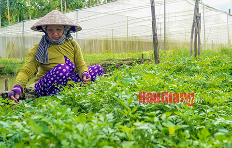 Nâng cao chất lượng mô hình kinh tế tập thể