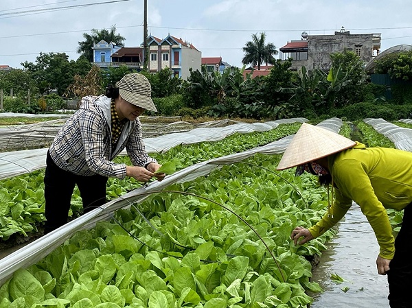 Cần trợ lực cho hợp tác xã để nông sản thoát cảnh "giải cứu"
