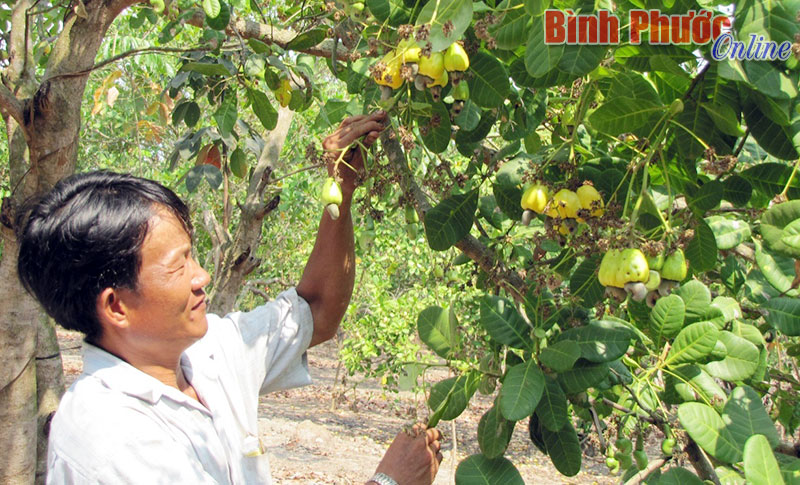 Bình Phước: Triển khai Đề án phát triển kinh tế hợp tác xã vùng đồng bào dân tộc thiểu số