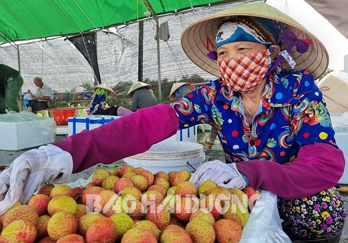 Hợp tác xã đưa vải thiều Thanh Hà vào siêu thị