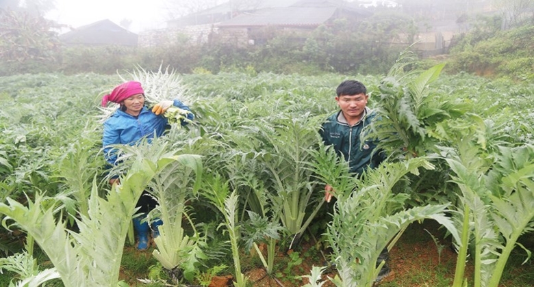 Lào Cai đẩy mạnh phát triển Đông y