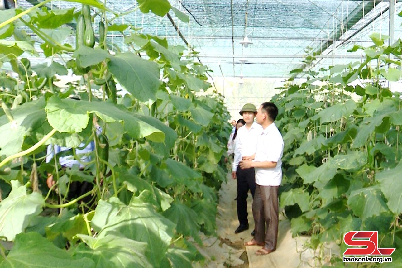 Sơn La phát huy vai trò của các HTX trong liên kết tiêu thụ sản phẩm