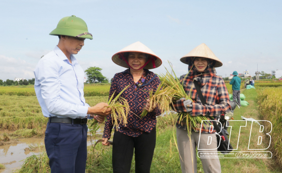 Hợp tác xã liên kết sản xuất, tiêu thụ thóc: Hướng phát triển bền vững