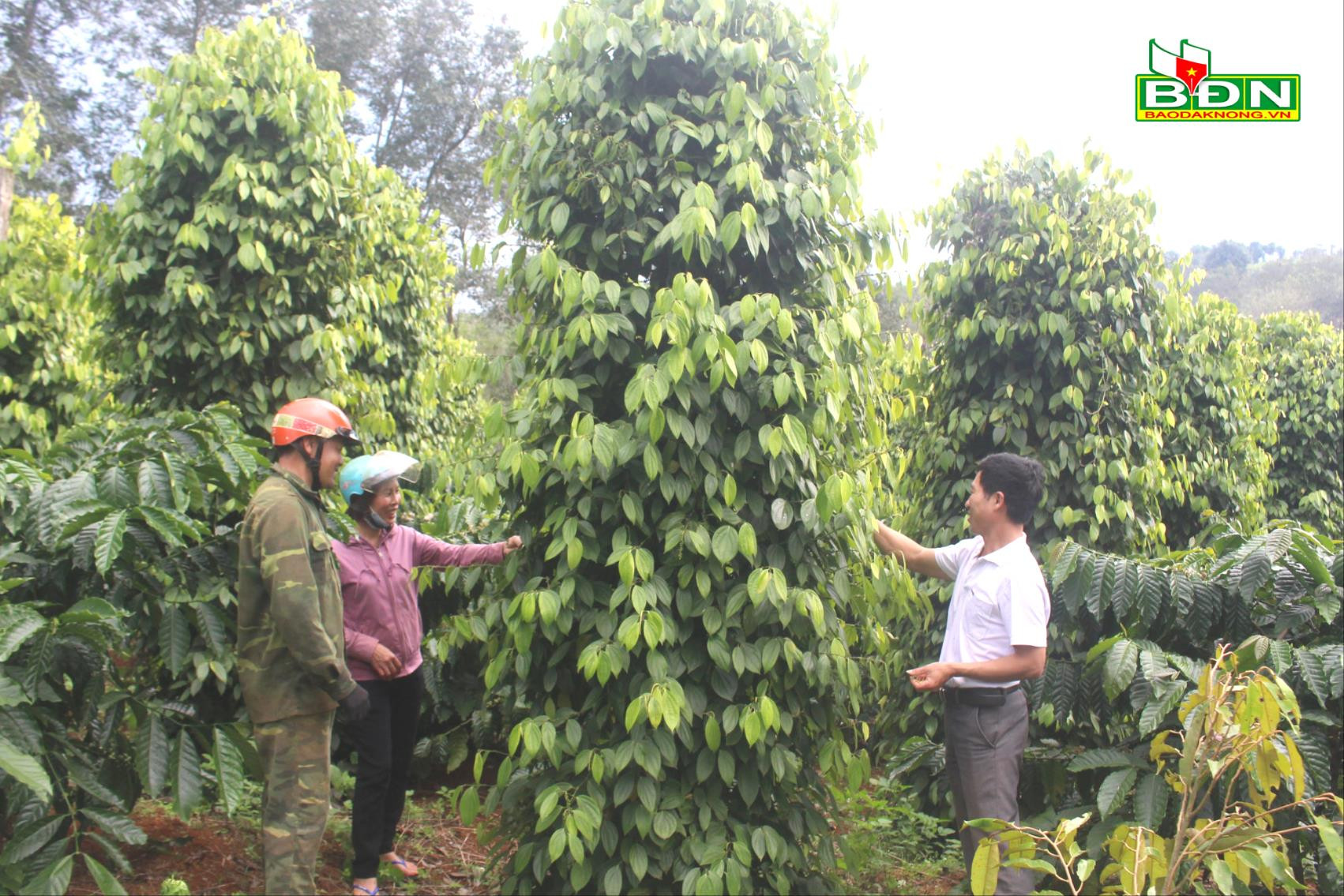 Những hợp tác xã đi đầu xây dựng thương hiệu nông sản Đắk Nông