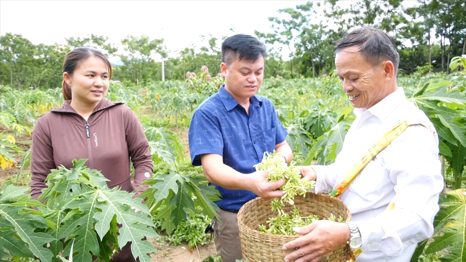 Thanh Hóa: Triển vọng làm giàu từ đu đủ
