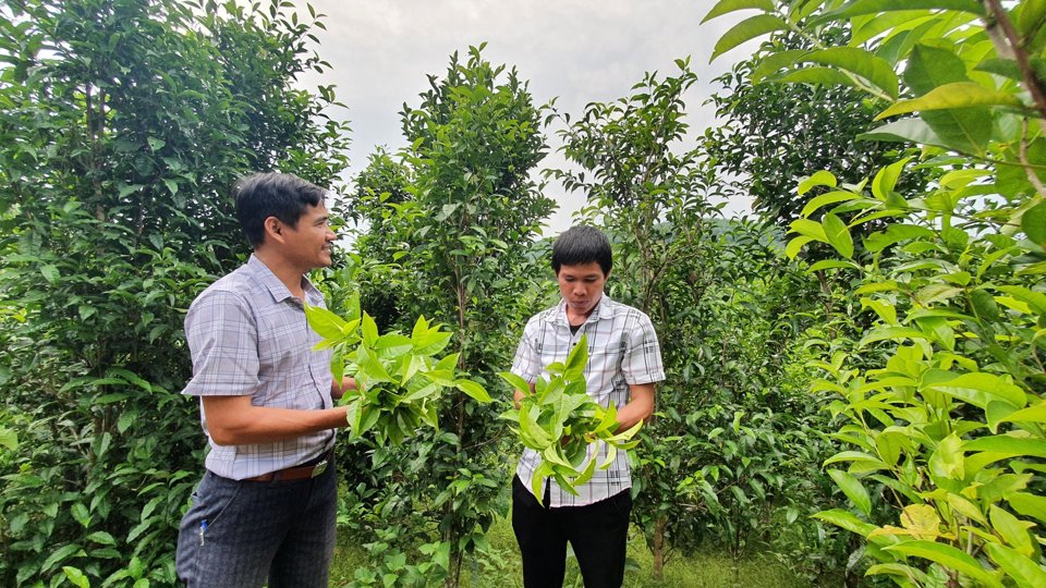 Quảng Ngãi: Thanh niên miền núi khởi nghiệp với sản phẩm địa phương