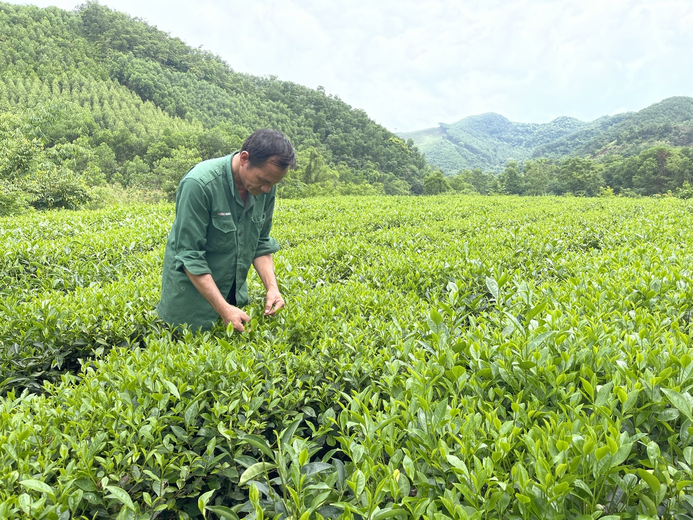 Hợp tác xã thúc đẩy phát triển sản phẩm OCOP