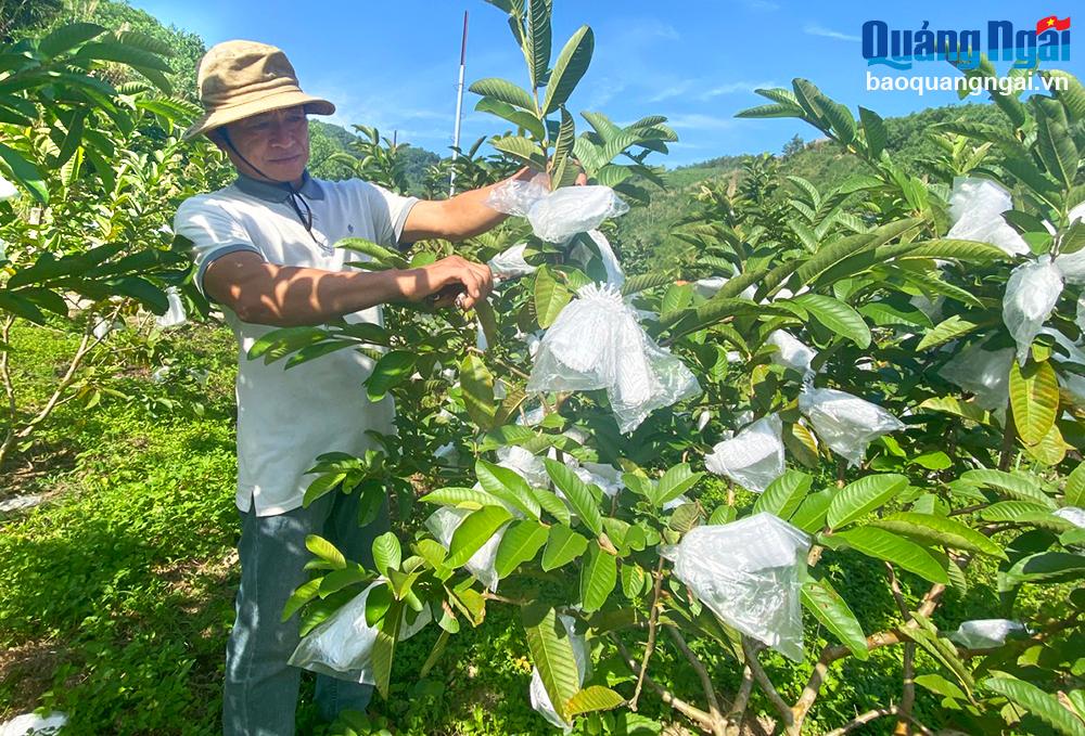 Gỡ khó về chính sách đất đai cho hợp tác xã